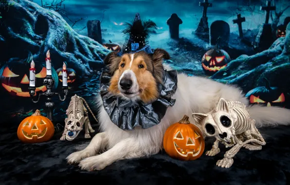 Autumn, look, face, cats, night, pose, darkness, holiday
