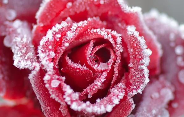 Winter, frost, flower, macro, snow, rose, petals, Bud