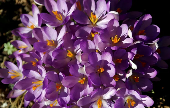 Light, flowers, spring, contrast, crocuses, shadows, pink, flowerbed