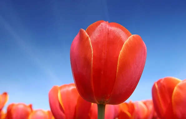 Picture The sky, Red, Tulips