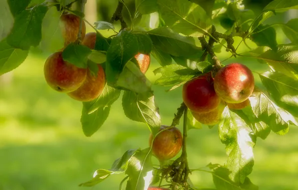 Greens, leaves, light, branches, nature, apples, garden, harvest