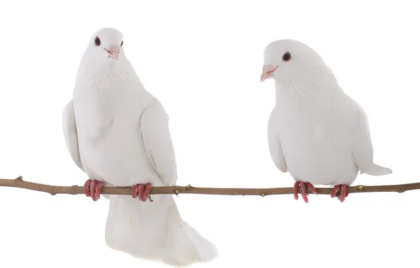 Picture branch, white background, branch, white background, white doves, white doves