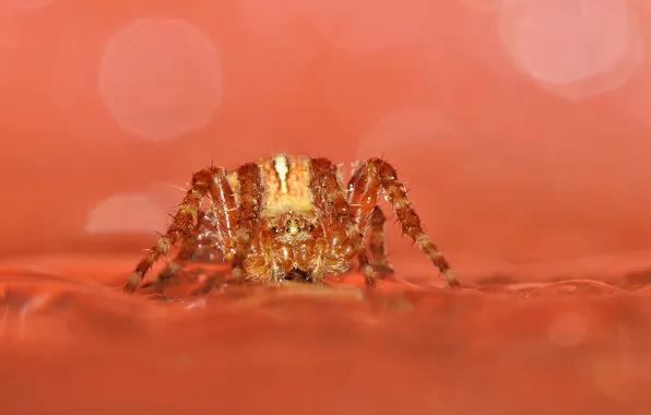 Picture background, spider, Mars, Life on Mars