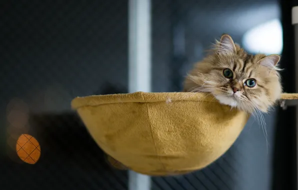 Cat, house, lying, Daisy, Ben Torode, Benjamin Torode