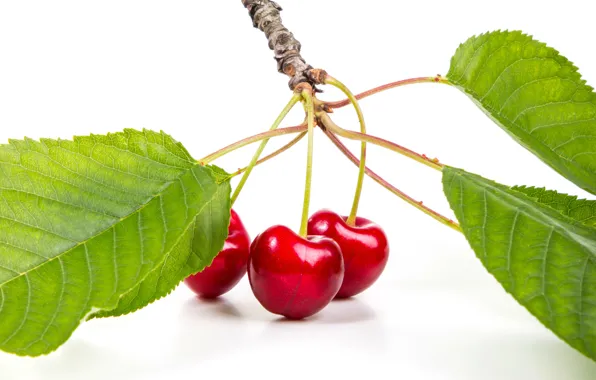 Leaves, cherry, berries, cherry