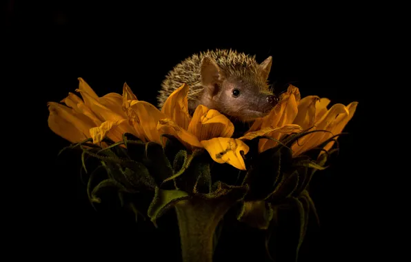 Flower, look, yellow, sunflower, petals, muzzle, hedgehog, black background