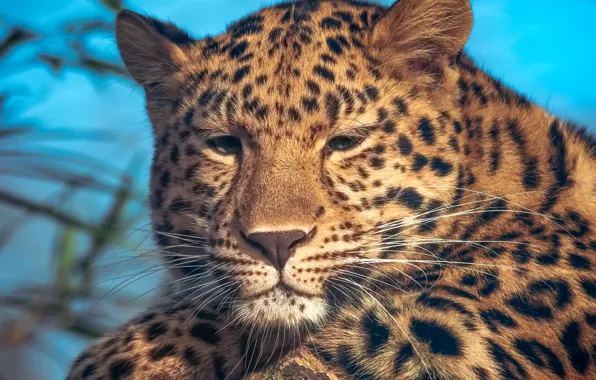 Portrait, spot, leopard