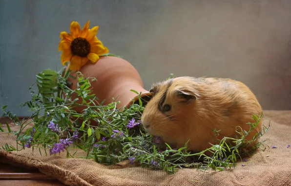 Flowers, animal, Guinea pig, pitcher, truck