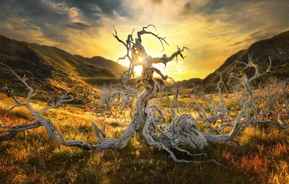 Grass, the sun, sunset, mountains, tree, hills, form, snag