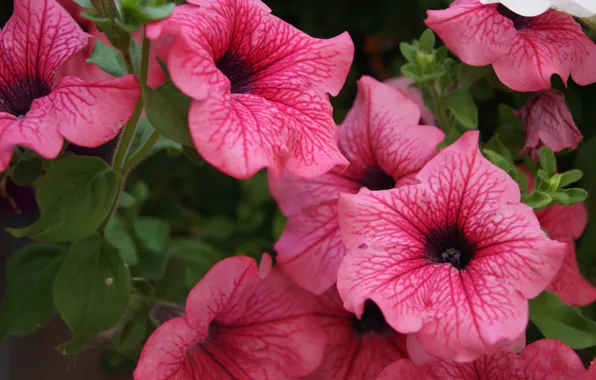 Wallpaper, petals, Petunia, inflorescence