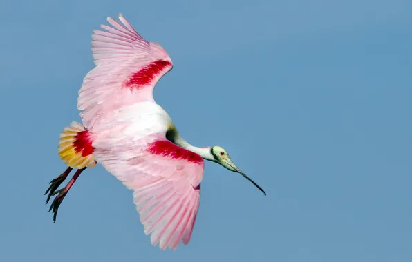 Picture flight, bird, color, wings, feathers, beak