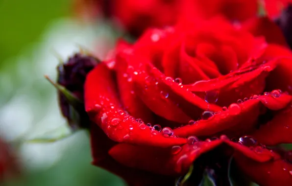 Picture drops, macro, Rosa, rose, petals