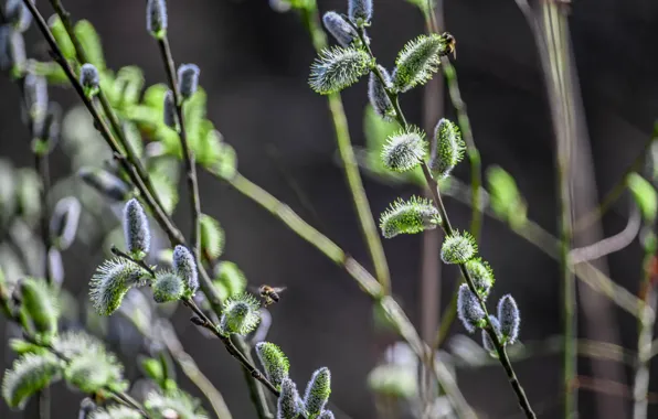 Branches, nature, spring, flowering, Verba, IVA, bokeh, young leaves