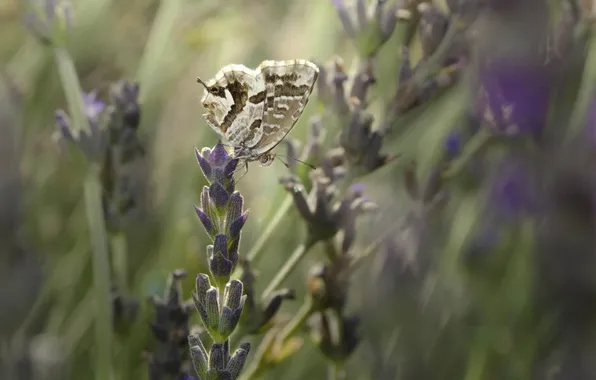 Picture macro, butterfly, lavender
