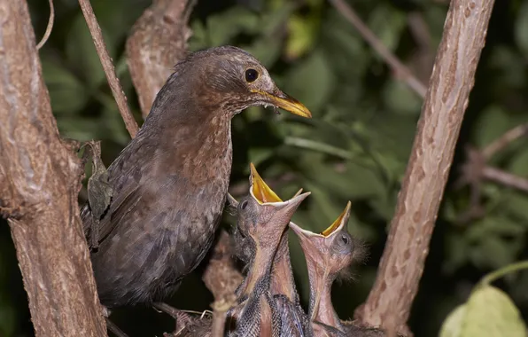 Birds, nature, Hungry Blackbirds