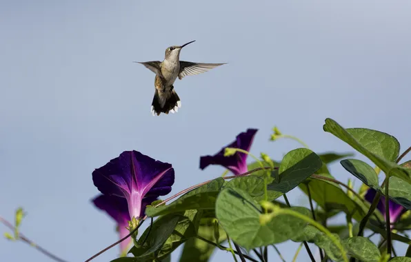The sky, flowers, bird, Hummingbird, yunki, morning glory