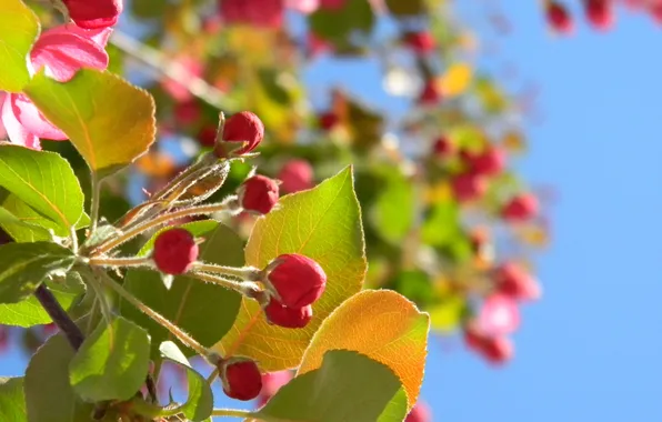 Picture Macro, Flowers, The sky, Photo, Spring, Leaves, Branch