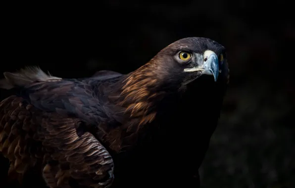 Picture look, birds, predator, beak, eagle, tail, the dark background, Golden eagle