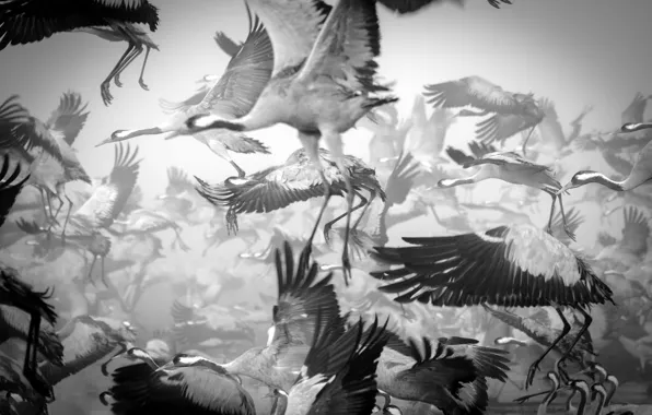 Birds, pack, cranes, black and white photo