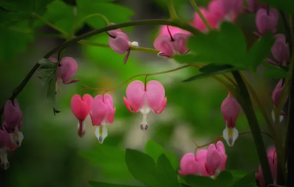 Flowers, bokeh, The bleeding heart is gorgeous, Juliana Stoyanova