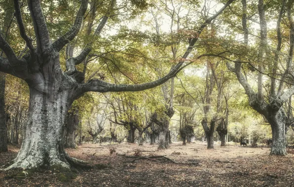 Autumn, forest, nature