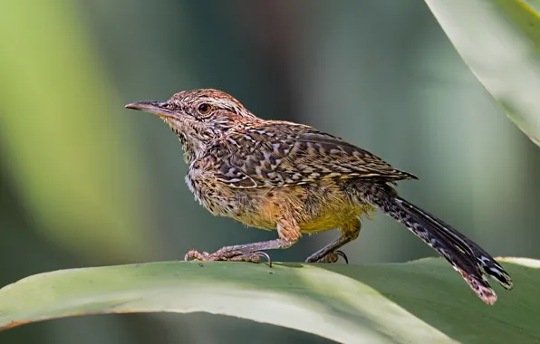 Picture bird, beak, tail, ordinary cactus Wren