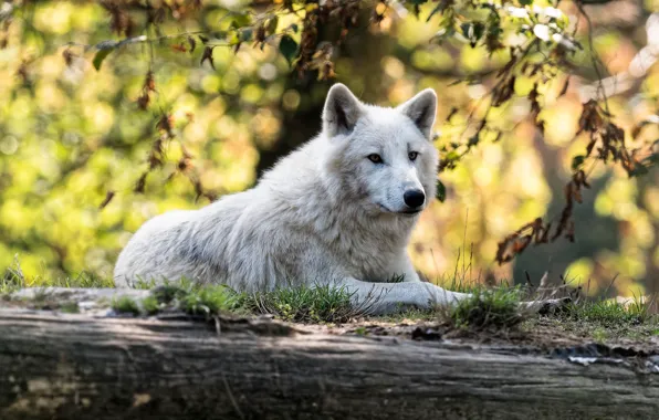 Autumn, white, look, face, leaves, branches, nature, pose