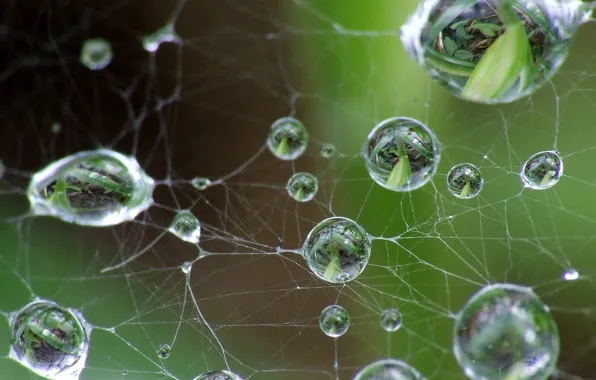 Leaves, drops, Web