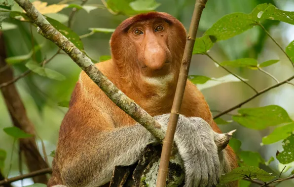 Nature, Nasalis larvatus, Proboscis Monkey