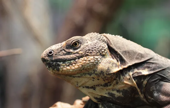 Reverie, head, neck, torso and front limbs, fixed gaze, Shipohvosty Spanish iguana (Ctenosaura melanosterna, Vienna, …