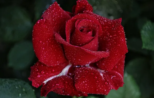 Leaves, drops, macro, flowers, red, Rosa, background, roses