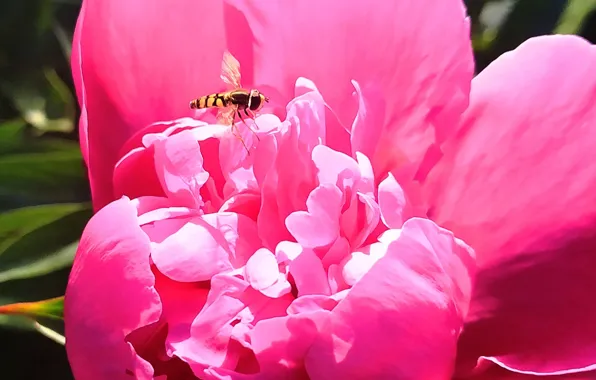 Download wallpaper insects, nature, Flowers, peonies, section flowers ...