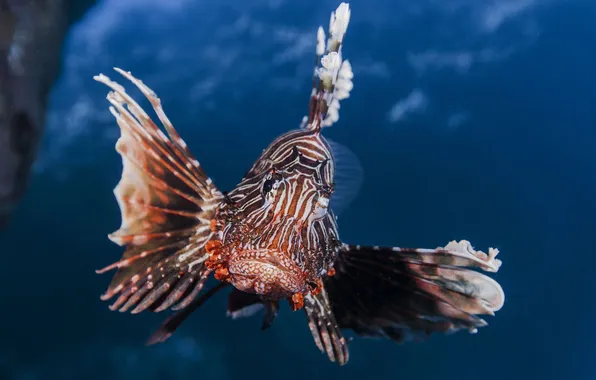 The Indian ocean, gills, Lion fish