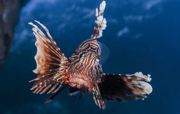 Picture the Indian ocean, gills, lion fish