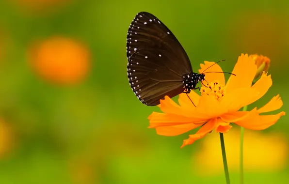 Flower, butterfly, wings, point, stem, antennae, flower, wings