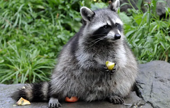 Picture grass, stone, raccoon, fruit, eating