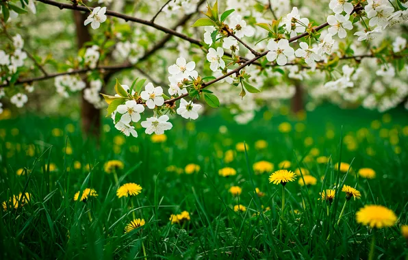 Grass, the sun, trees, flowers, cherry, Wallpaper, spring, garden