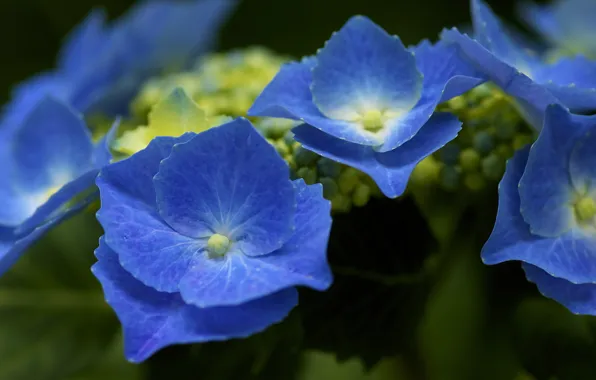 Bush, blue, inflorescence, hydrangea
