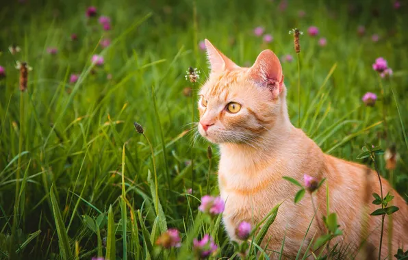 Greens, cat, summer, grass, cat, look, flowers, pose