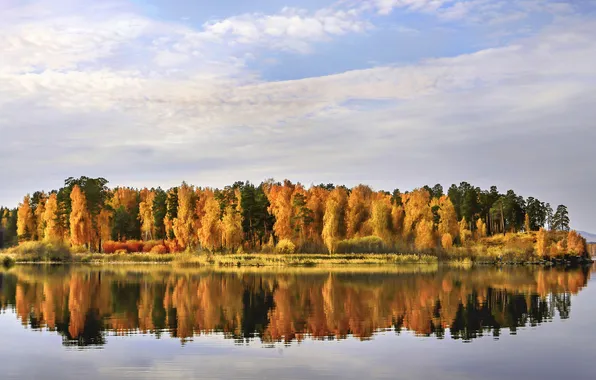 Picture forest, trees, landscape, nature, lake