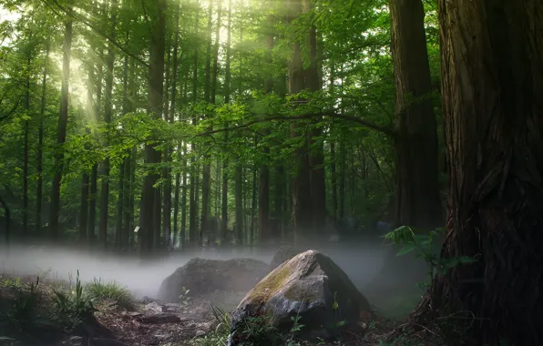 Forest, trees, fog, stones, photo