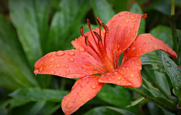 Picture Lily, buds, flowering, pink, Lily, buds, blooms