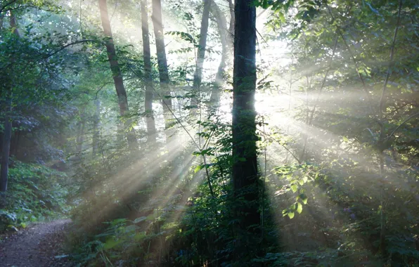 Forest, Rays, Foliage