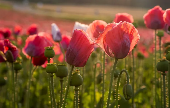 Summer, light, flowers, Maki, pink, a lot, poppy field