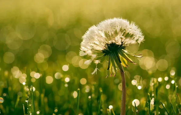 Summer, drops, dandelion