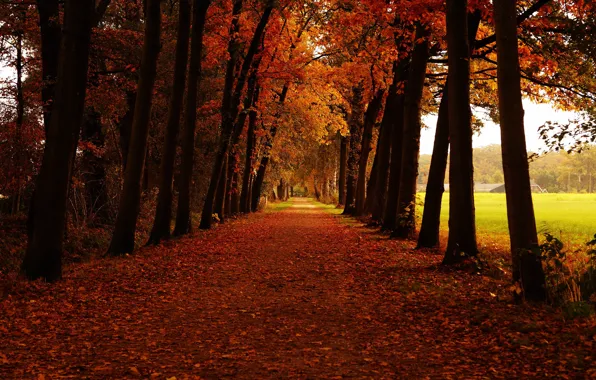 Road, field, autumn, trees, Park, branch, trunks, foliage