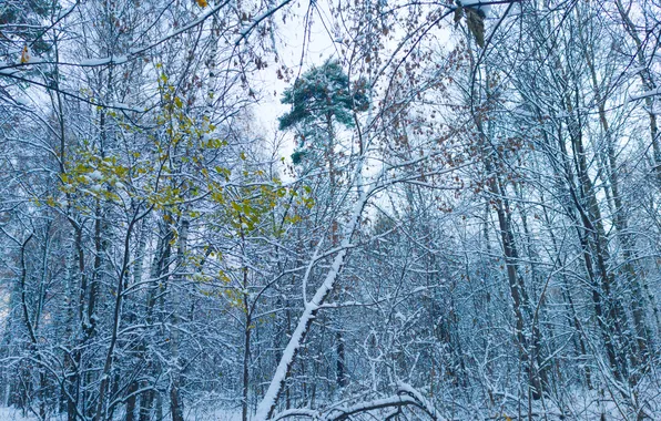 Autumn, forest, the sky, snow, trees, nature, Moscow, Russia