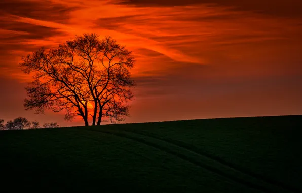 The sky, landscape, sunset, branches, nature, tree