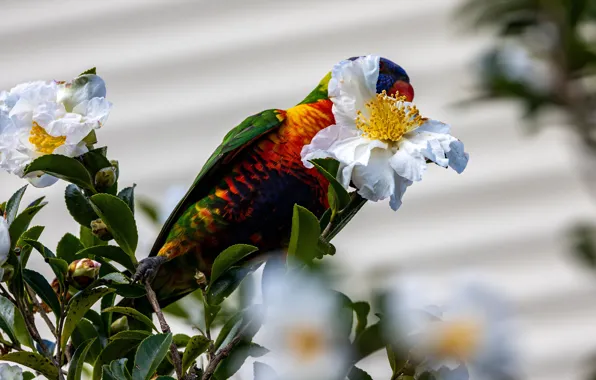 Leaves, flowers, branches, bird, parrot, light background, bokeh, Camellia