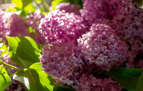 Picture macro, spring, lilac